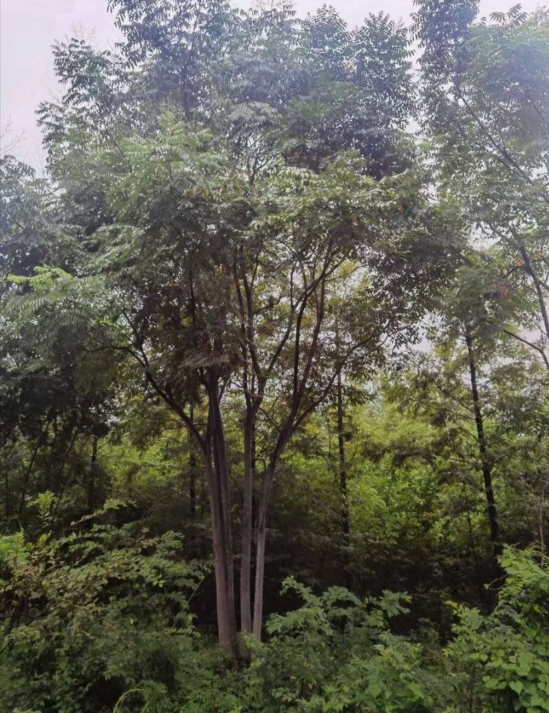 丛生栾树，10公分丛生多杆栾树，基地直发，存活率高