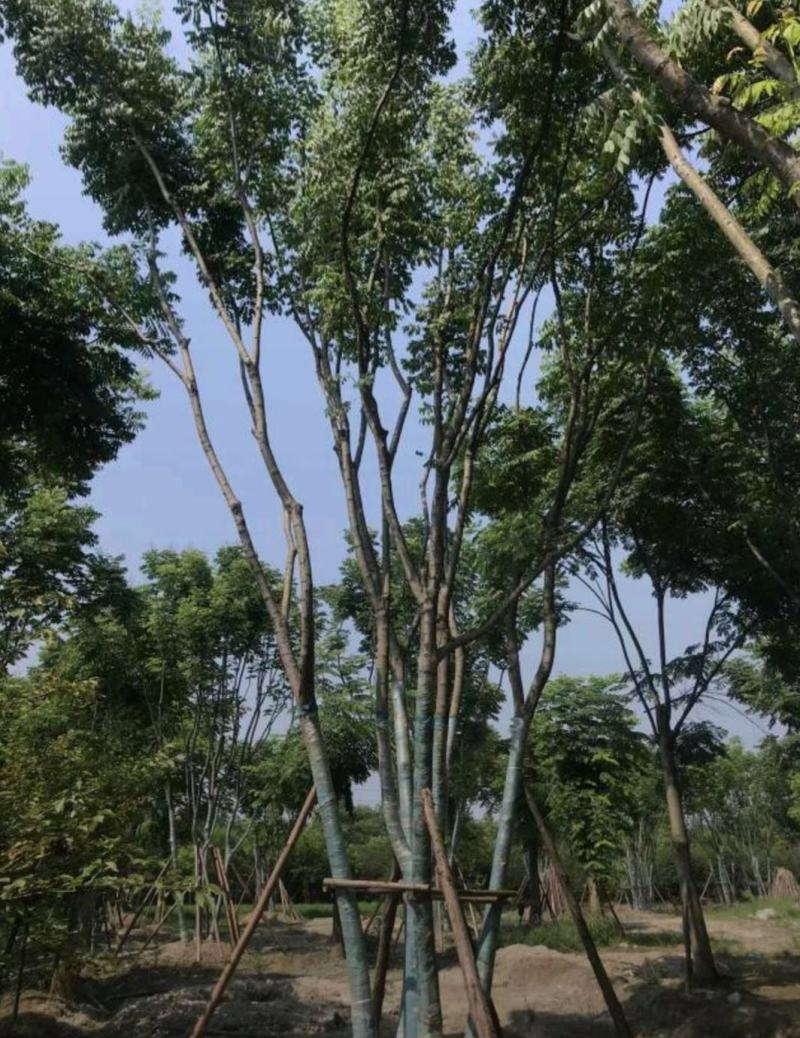 丛生栾树，10公分丛生多杆栾树，基地直发，存活率高