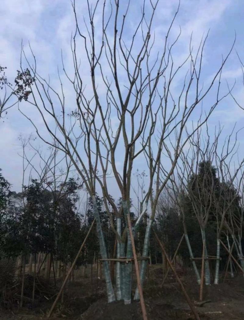 丛生栾树，10公分丛生多杆栾树，基地直发，存活率高