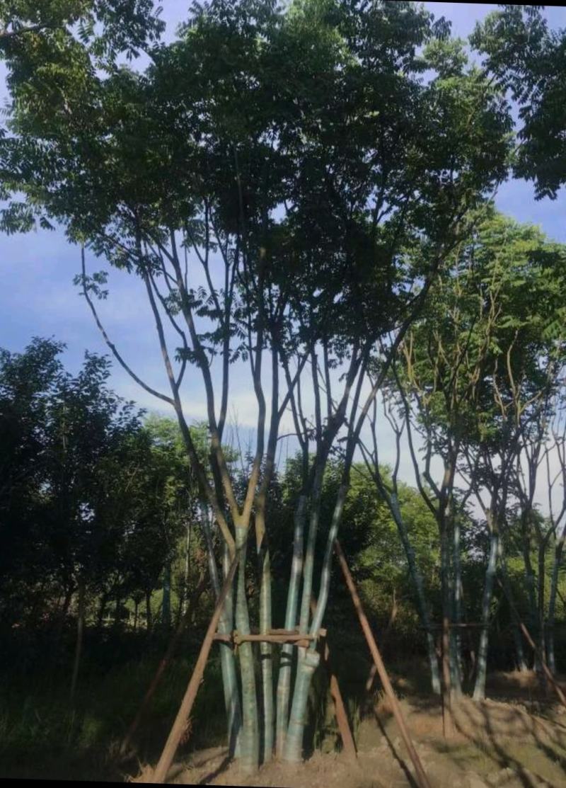 丛生栾树，10公分丛生多杆栾树，基地直发，存活率高