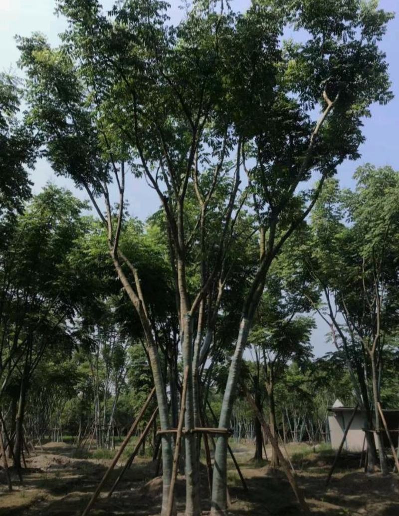 丛生栾树，10公分丛生多杆栾树，基地直发，存活率高