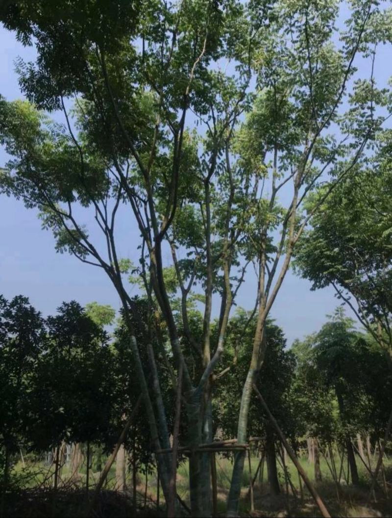 丛生栾树，10公分丛生多杆栾树，基地直发，存活率高