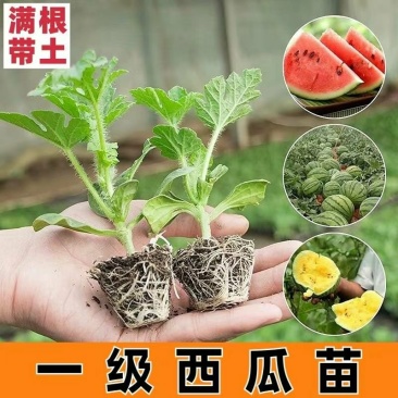 西瓜苗嫁接8424西瓜苗超甜黑美人懒汉玉麒麟盆栽地栽四季