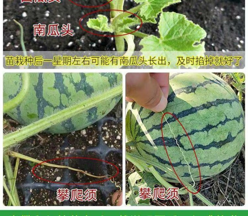 西瓜苗嫁接8424西瓜苗超甜黑美人懒汉玉麒麟盆栽地栽四季