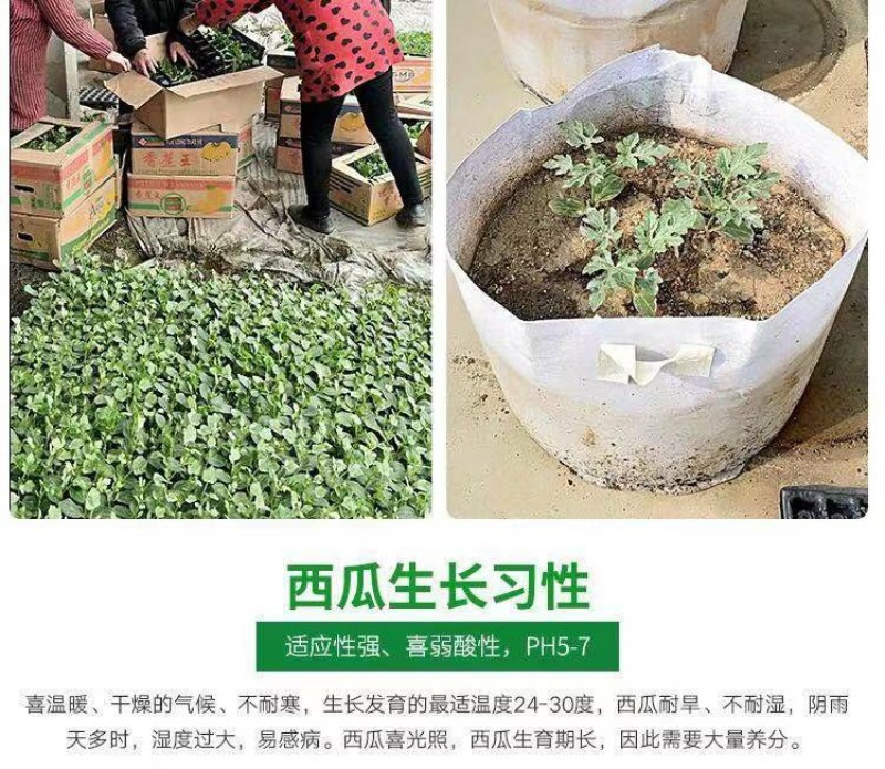 西瓜苗嫁接8424西瓜苗超甜黑美人懒汉玉麒麟盆栽地栽四季