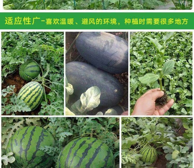 西瓜苗嫁接8424西瓜苗超甜黑美人懒汉玉麒麟盆栽地栽四季