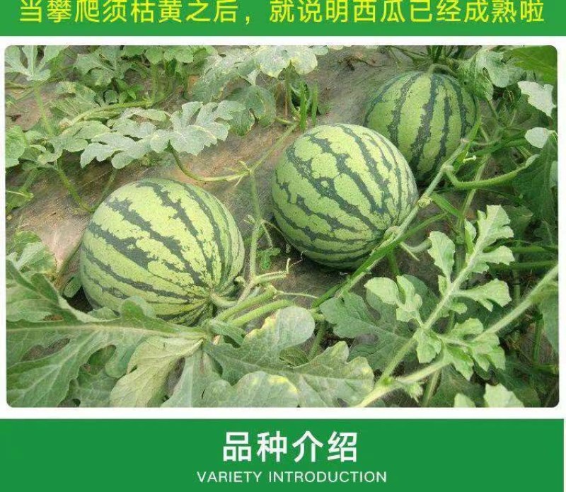 西瓜苗嫁接8424西瓜苗超甜黑美人懒汉玉麒麟盆栽地栽四季