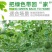 西瓜苗嫁接8424西瓜苗超甜黑美人懒汉玉麒麟盆栽地栽四季