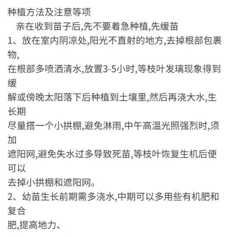 西瓜苗嫁接8424西瓜苗超甜黑美人懒汉玉麒麟盆栽地栽四季