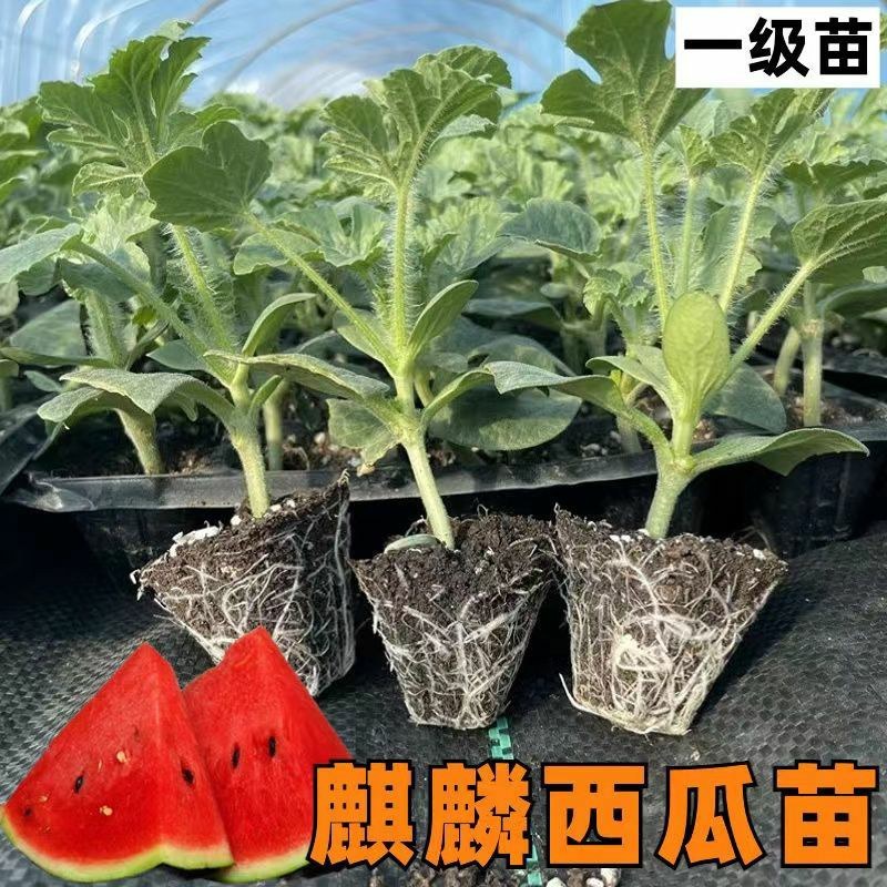 西瓜苗嫁接8424西瓜苗超甜黑美人懒汉玉麒麟盆栽地栽四季