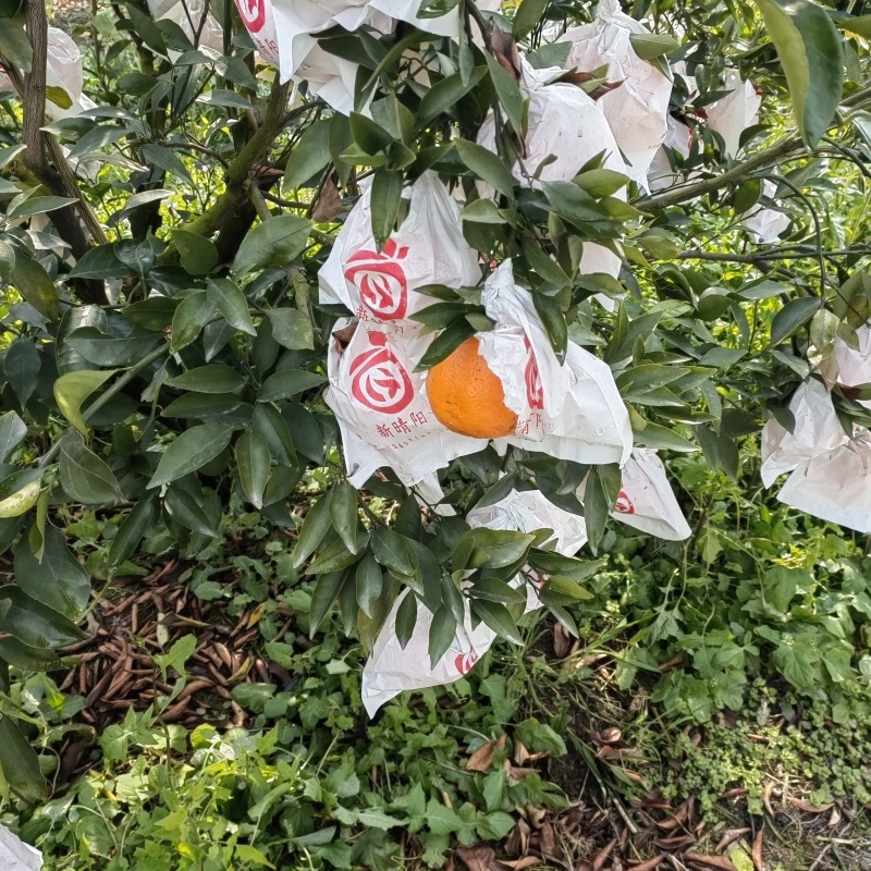春见耙耙柑，眉山耙耙柑颜色火红，口感纯甜