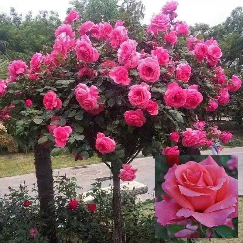 盆栽树状月季树形树桩月季大花月季嫁接月季彩虹花苗四季五彩