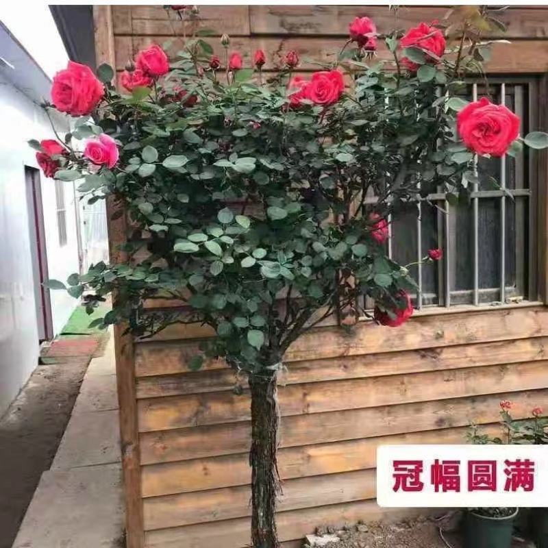 盆栽树状月季树形树桩月季大花月季嫁接月季彩虹花苗四季五彩