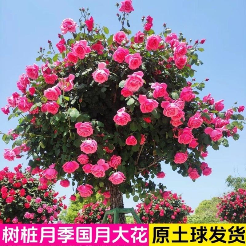 盆栽树状月季树形树桩月季大花月季嫁接月季彩虹花苗四季五彩