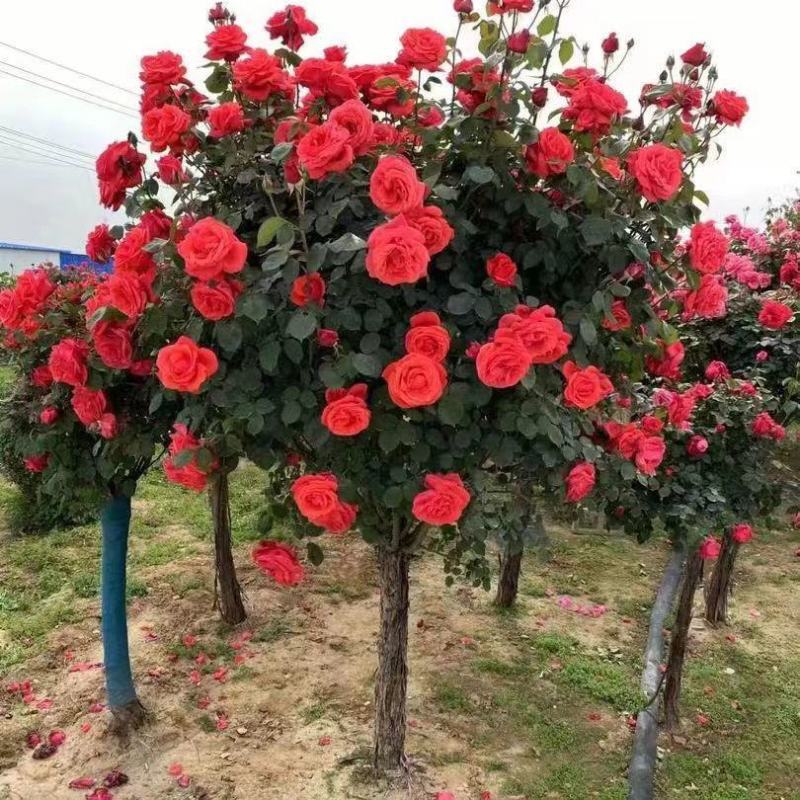 盆栽树状月季树形树桩月季大花月季嫁接月季彩虹花苗四季五彩