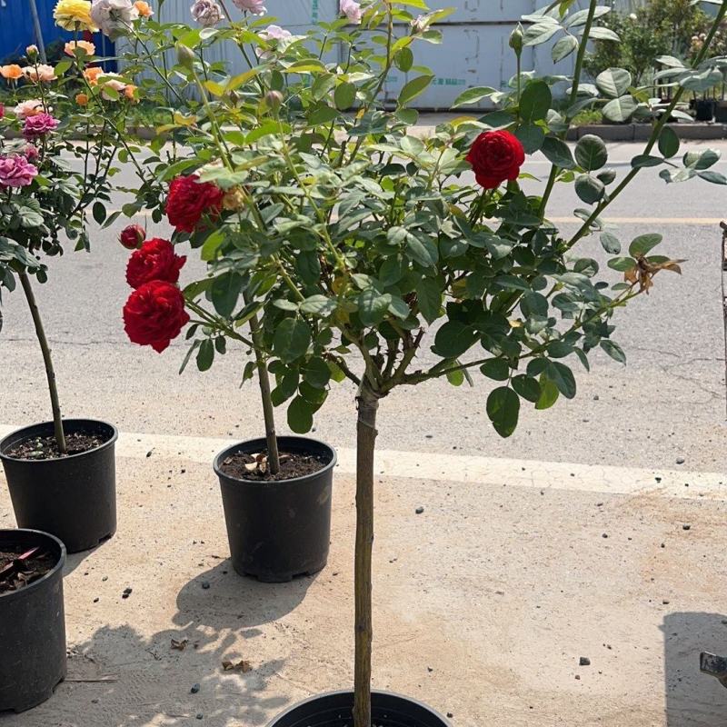 盆栽树状月季树形树桩月季大花月季嫁接月季彩虹花苗四季五彩