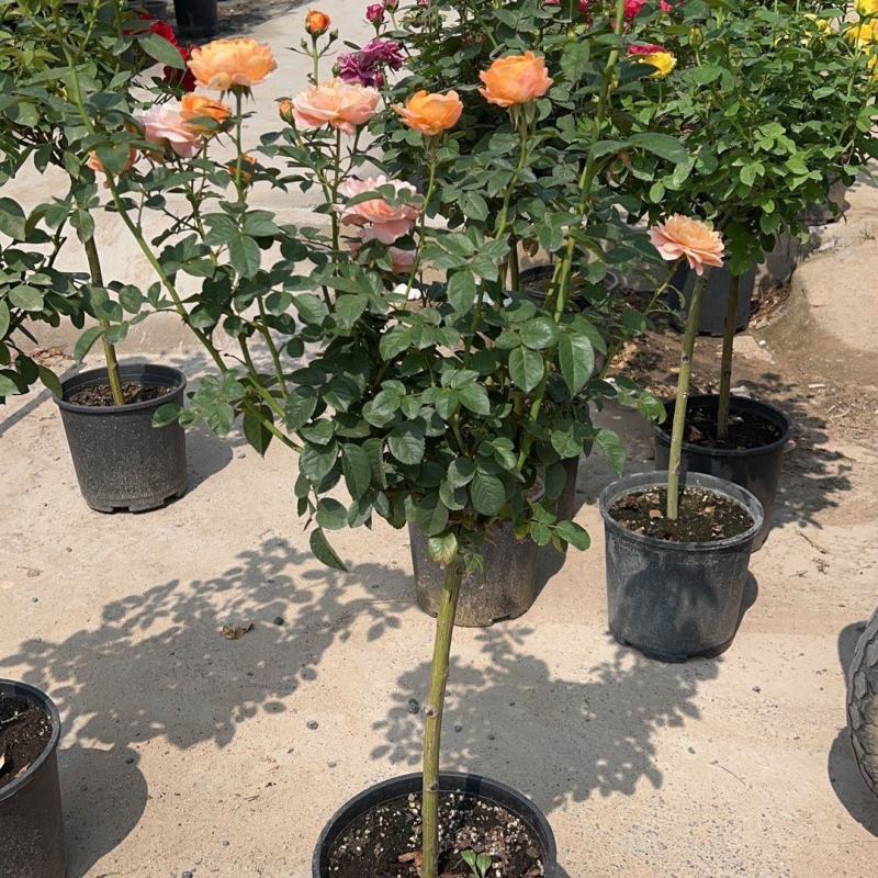 盆栽树状月季树形树桩月季大花月季嫁接月季彩虹花苗四季五彩