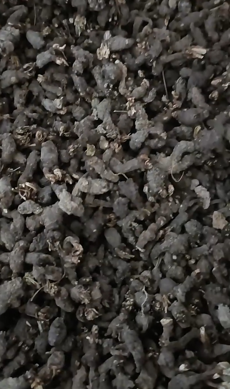 野生天葵子（俗称老鼠子屎），自然晒干筛选干净