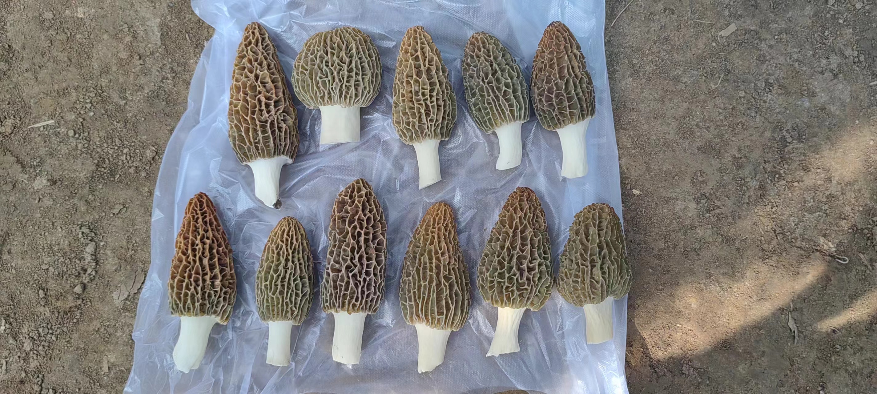 羊肚菌在不同储存条件下的颜色变化对比图