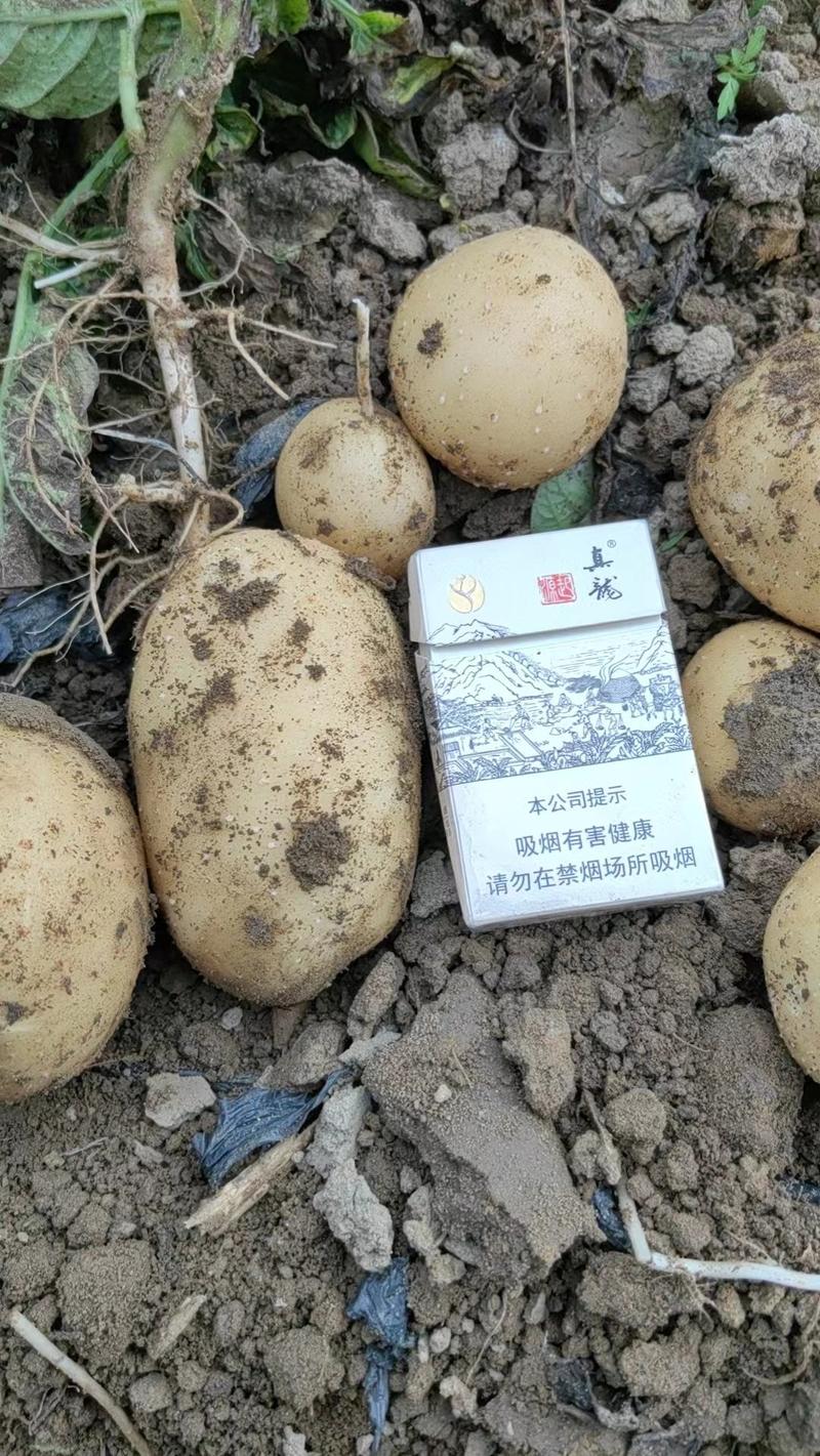 沃土土豆个大品质保证产地直供全国档口商超社团电商