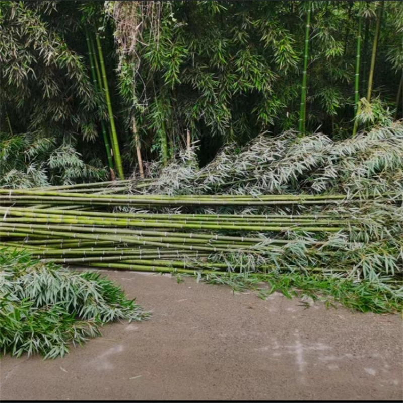 刚竹批发，高5米，固土护坡，绿化造景，植株旺盛，易成活