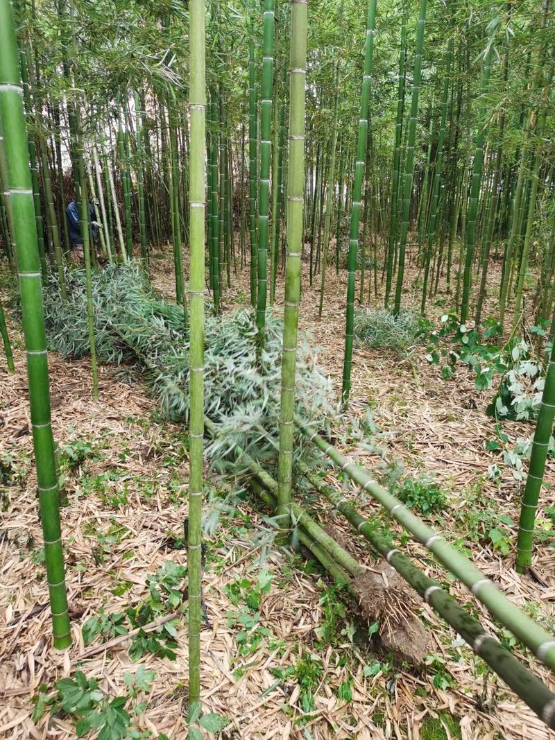 刚竹批发，高5米，固土护坡，绿化造景，植株旺盛，易成活