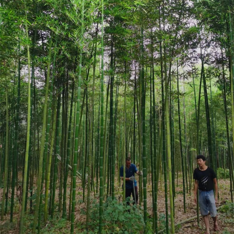 刚竹批发，高5米，固土护坡，绿化造景，植株旺盛，易成活