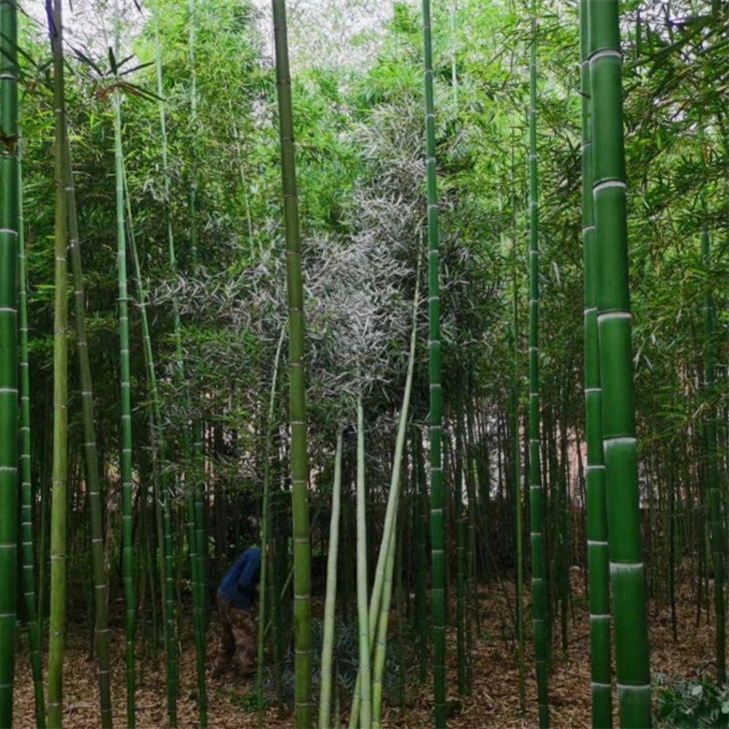 刚竹批发，高5米，固土护坡，绿化造景，植株旺盛，易成活