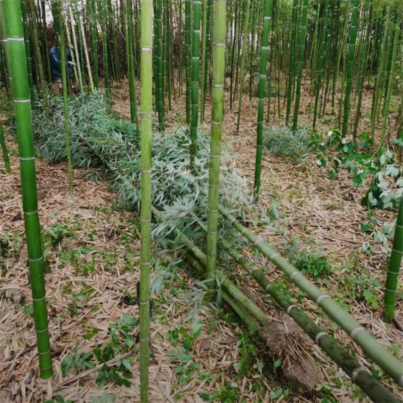 刚竹批发，高5米，固土护坡，绿化造景，植株旺盛，易成活