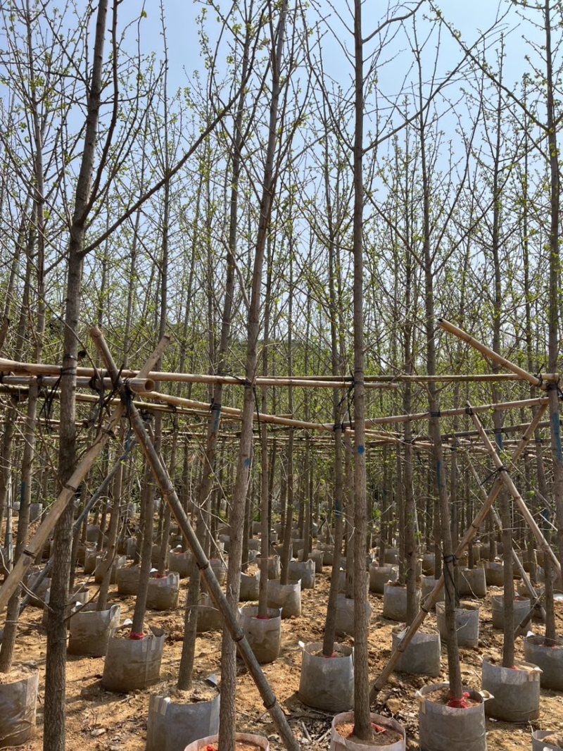 银杏5-8分大量岀售欢迎咨询