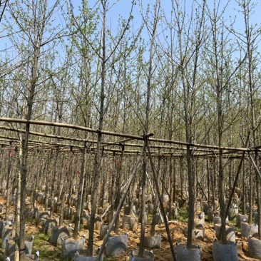 银杏5-8分大量岀售欢迎咨询