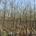 银杏5-8分大量岀售欢迎咨询