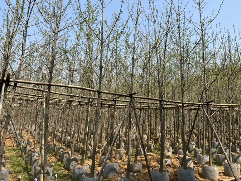 银杏5-8分大量岀售欢迎咨询