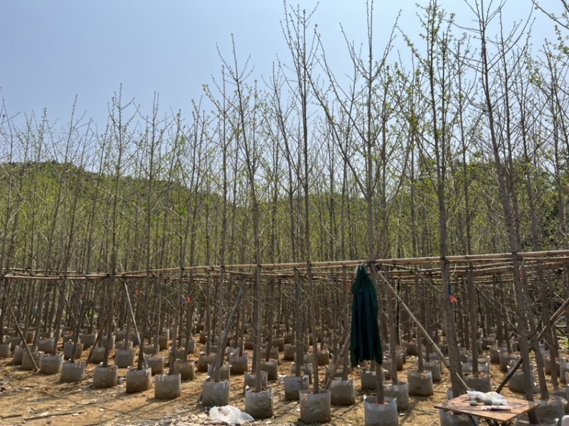 银杏5-8分大量岀售欢迎咨询