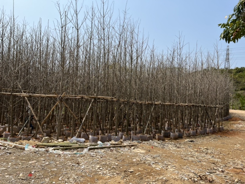 银杏5-8分大量岀售欢迎咨询