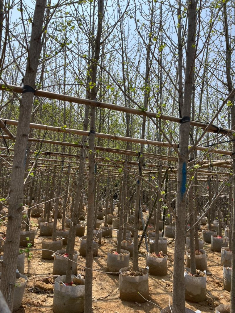 银杏5-8分大量岀售欢迎咨询