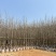 银杏5-8分大量岀售欢迎咨询