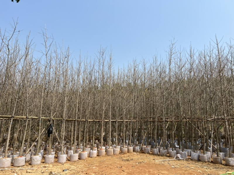 银杏5-8分大量岀售欢迎咨询