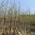 银杏5-8分大量岀售欢迎咨询