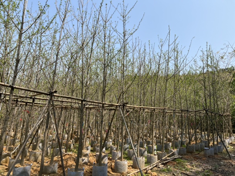 银杏5-8分大量岀售欢迎咨询