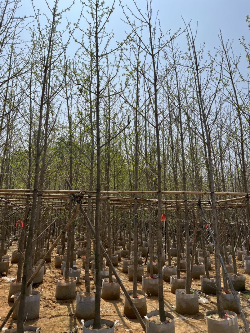 银杏5-8分大量岀售欢迎咨询