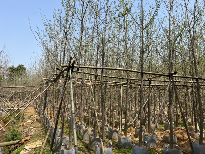 银杏5-8分大量岀售欢迎咨询