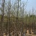 银杏5-8分大量岀售欢迎咨询