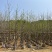 银杏5-8分大量岀售欢迎咨询