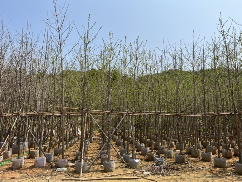 银杏5-8分大量岀售欢迎咨询