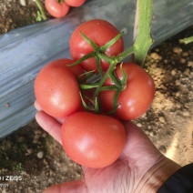 硬粉串果熟度刚好硬度可以耐运输储存口感软糯蜜蜂授粉接电商