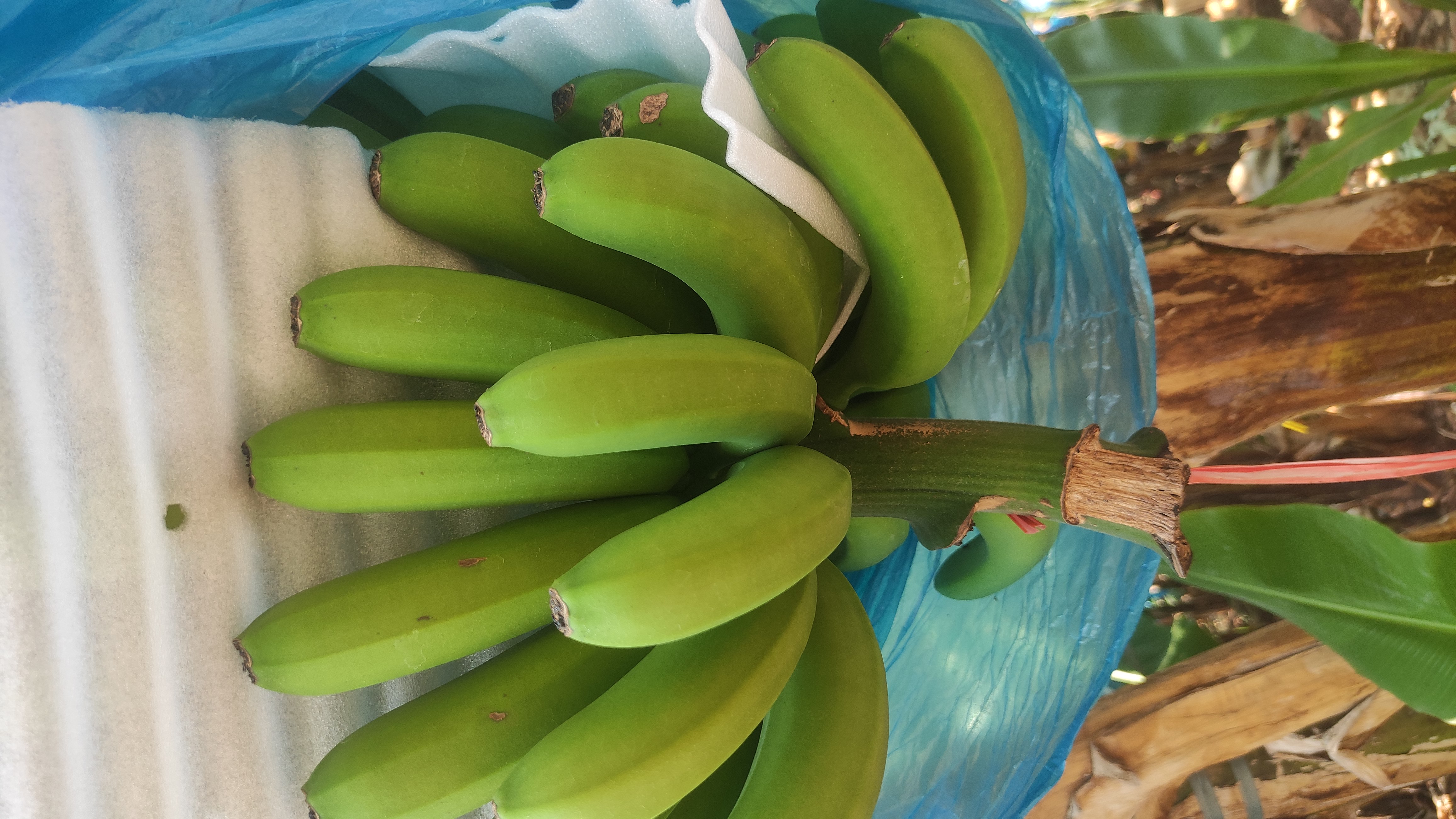 果实剖面对比图