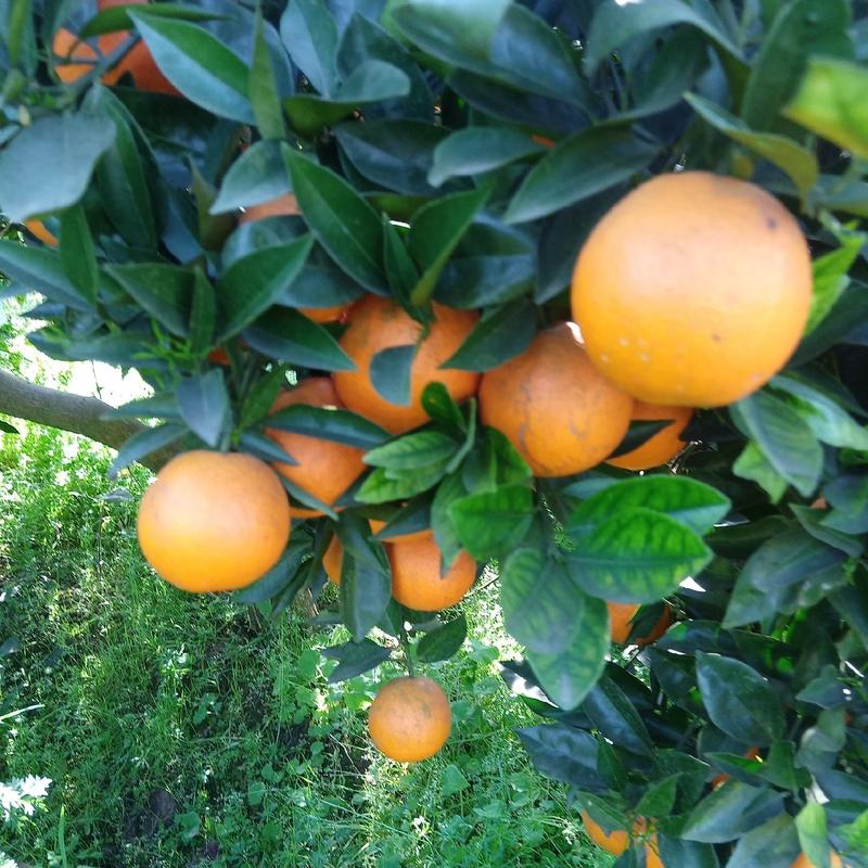邻水脐橙国家地理标致产品个头大纯甜几乎无小果全大果