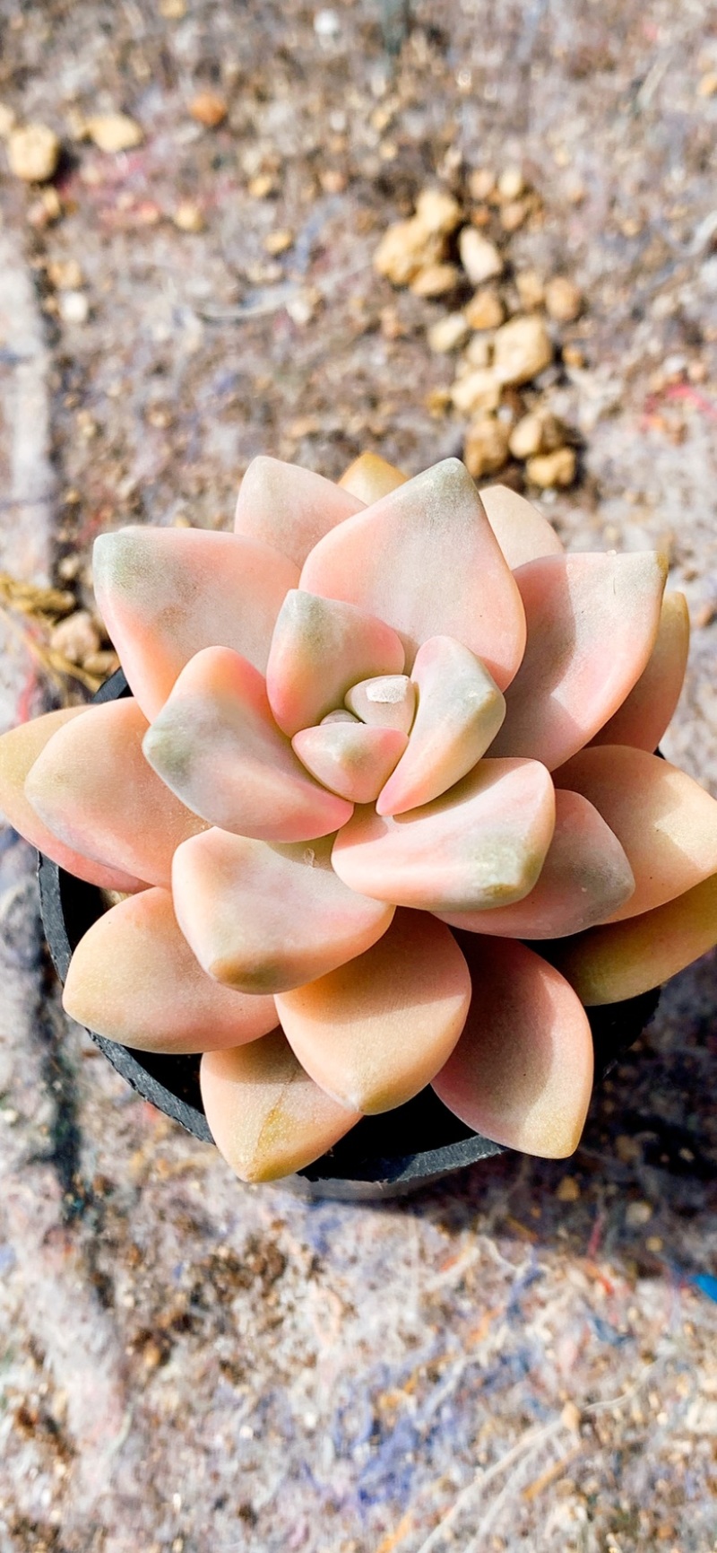 【实力供货】多肉植物多肉拼盘5厘米盆量大从优欢迎