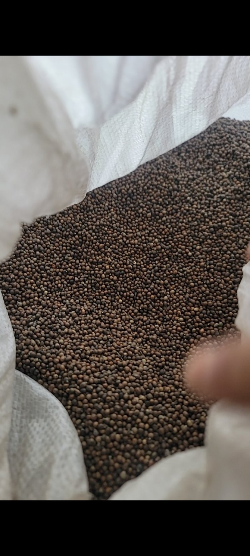 黄荆子【黄荆籽】【产地直销·量大从优】